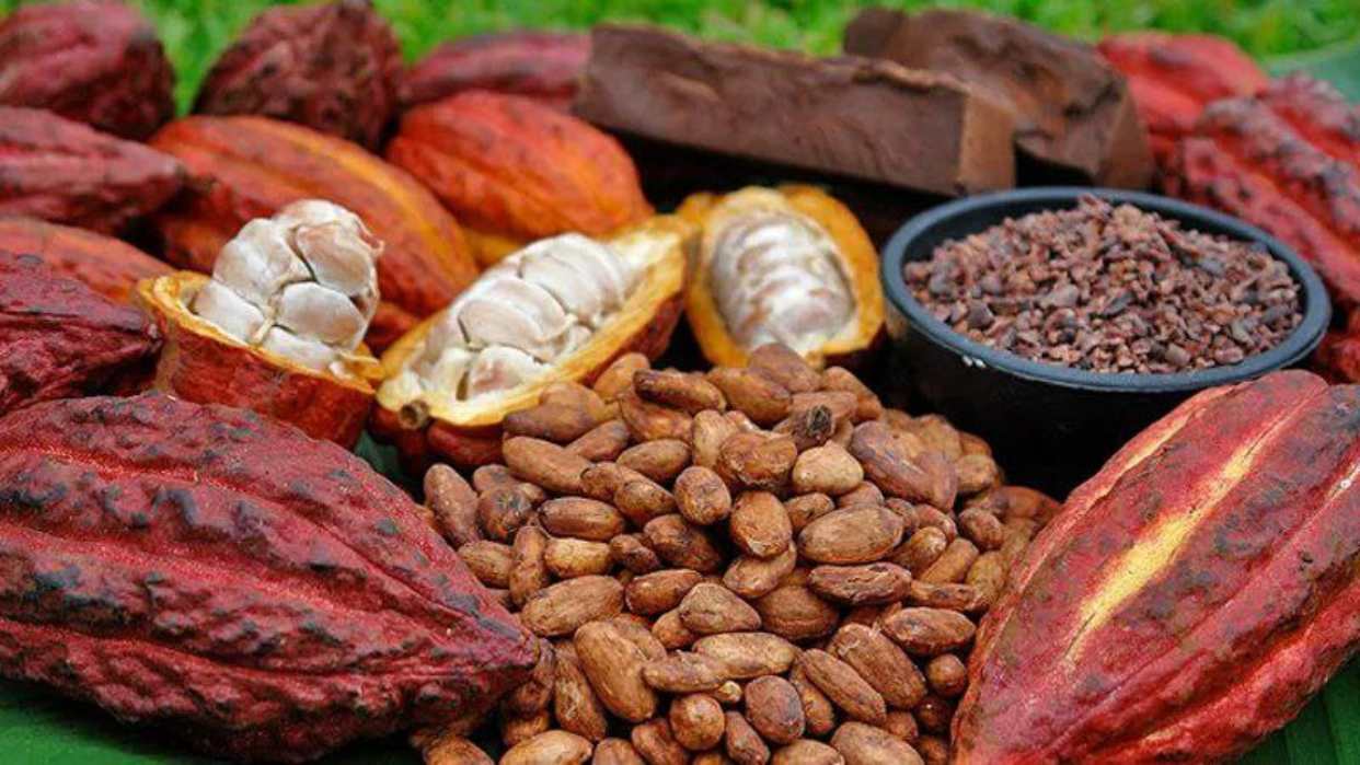 Venezuela celebra el Día Nacional del Cacao